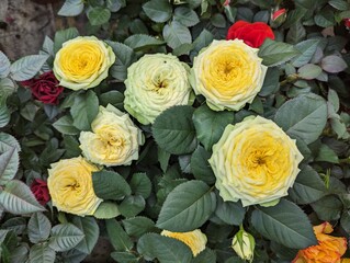 Top view of yellow roses with green leaves