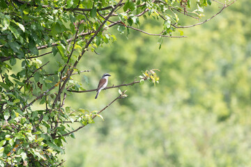 Red-backed shrike sitting on a tree branch in summer
