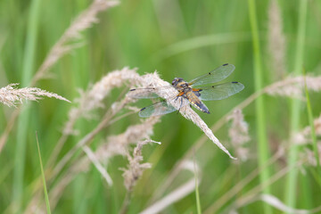 Dragonfly sits on dry grass on a green background