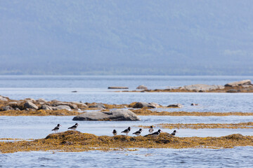 A large flock of Eurasian oystercatcher stands on seaweed washed up by the tide