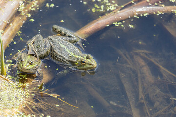 Two Marsh frogs sitting in the water, close-up