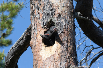 Two chicks of a black woodpecker peek out from a hollow