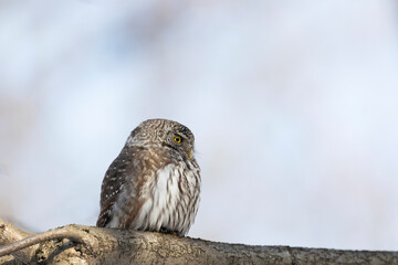 Eurasian pygmy owl sitting on a tree branch in spring day