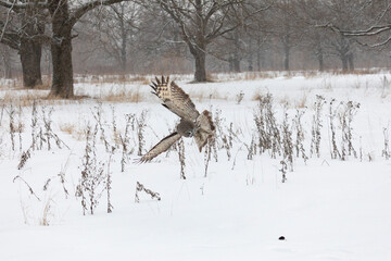 Great gray owl hunting a mouse in winter