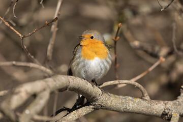 Robin bird sits on a tree branch close up