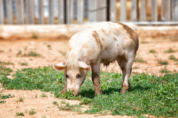 Big pink dirty pig in the barnyard