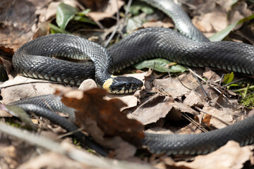 Grass snake lies on old foliage. Close up