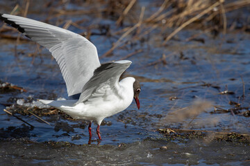 Black-headed gull on a pond looking for food