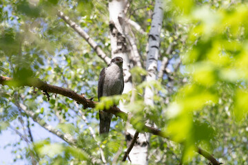Eurasian goshawk sitting on a tree branch on a summer day