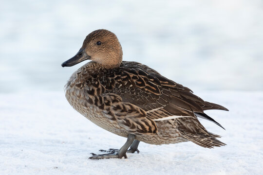 Female Northern pintail standing in the snow