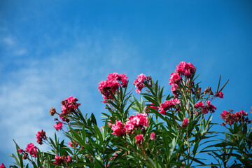 oleander różowe kwiaty na tle niebieskiego nieba © meegi
