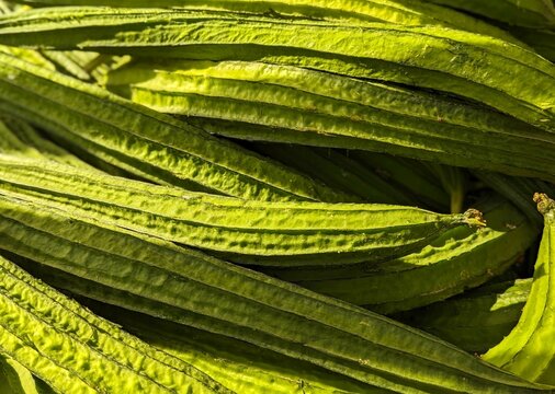 close up of Chinese okra