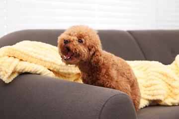 Cute Maltipoo dog with plaid on sofa indoors. Lovely pet