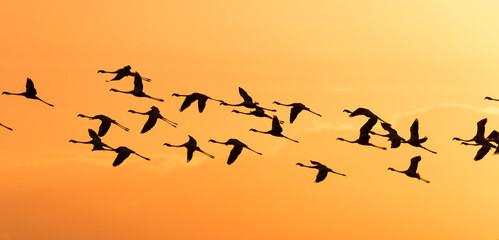 flying Greater Flamingos in the orange sky during sunset, De Hoop Nature Reserve, Overberg, South Africa