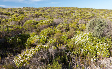 fynbos, the Cape Floristic region, De Hoop Nature Reserve, Overberg, South Africa
