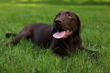 Adorable Labrador Retriever dog lying on green grass in park