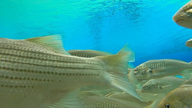 Under water at Florida spring. Silver Glen at the Ocala National Forest. With Tons of striped bass