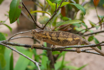 Malagasy giant chameleon is a species of chameleon endemic to Madagascar