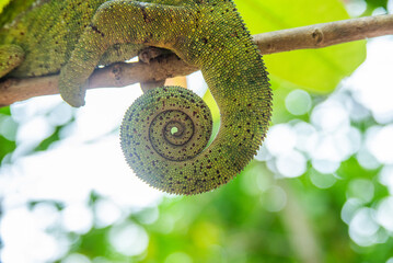 Short-horned chameleon tail is a species of chameleon endemic to Madagascar