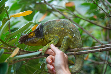 Parson's chameleon is holding a woman's hand; it's a species of chameleon endemic to Madagascar