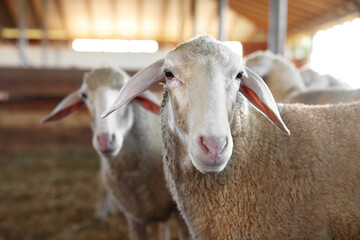 Sheep in barn on farm. Cute animals © New Africa