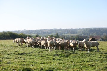 Cute sheep grazing outdoors on sunny day. Farm animals