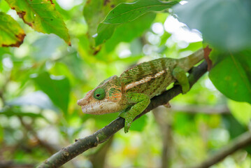 Short-horned chameleon is a species of chameleon endemic to Madagascar