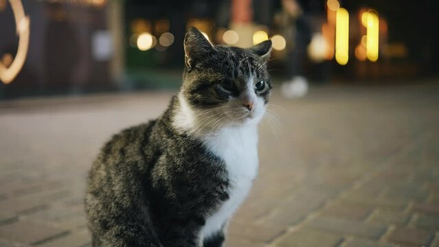 Cool shots of a striped cat in the evening on the street. Taking a close-up of a cat