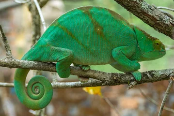 Foto op Canvas Parson's chameleon is a species of chameleon endemic to Madagascar © Alexey Pelikh