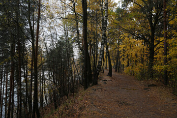 Beautiful autumn forest on a cloudy dark day