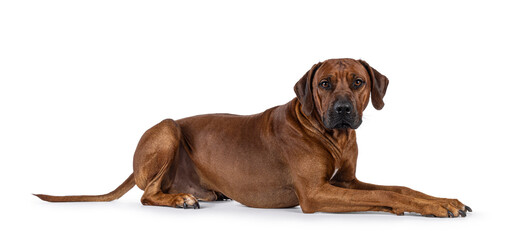 Handsome male Rhodesian Ridgeback dog, laying down side ways. Looking towards camera. Isolated on a white background.