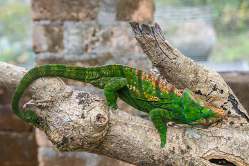 Short-horned chameleon is a species of chameleon endemic to Madagascar