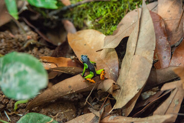Madagascan mantella frog, Madagascar