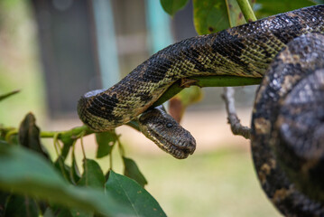 Madagascar ground boa