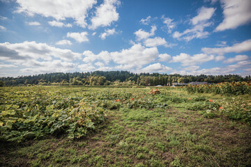 Pumpkin patch