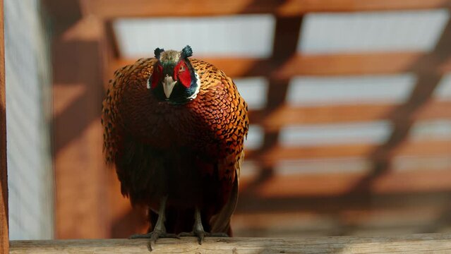 Common adult pheasant of striking colors, taking care of exquisite feathers, closing eyes and falling asleep sitting on wooden roost in spacious aviary. High quality 4k footage