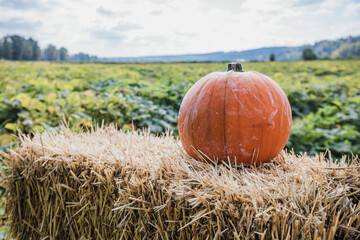 Orange pumpkin on the sraw.