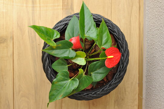 planta em vaso com flores vermelhas, anturios 
