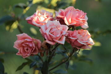 Red roses in one bouquet on a bush