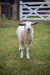 Naklejka na ściany i meble Young female lamb with tagged ears