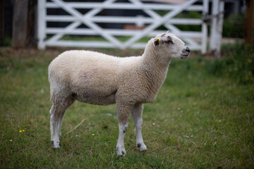 Young lamb grazing