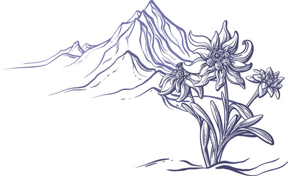 mountain flowers sketch, purple line art clip art preview