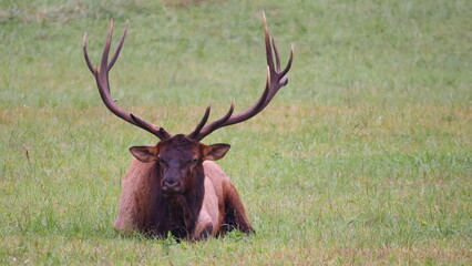 Naklejka na ściany i meble Bull elk resting in herd during rut in Cherokee, NC. 