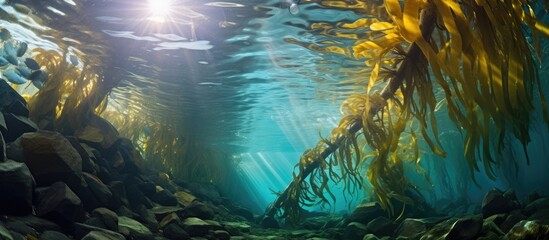 Giant kelp in a dense underwater forest and diverse marine life thrives in California s Channel Islands National Park With copyspace for text - obrazy, fototapety, plakaty