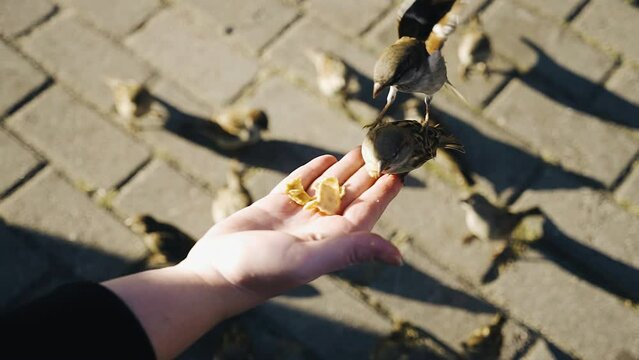 A flock of sparrows eats crumbs from a girl right from her hand. The camera shoots birds very large