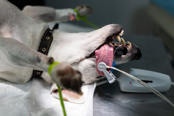 A dog lies on the operating table in veterinary surgery under gas anesthesia. A cute dog sleeps...