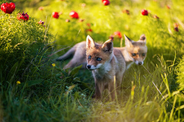 Red fox Vulpes vulpes. Wild young foxes.. Close up