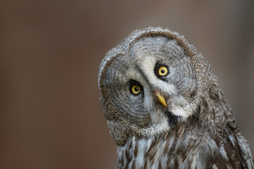 Great grey owl Strix nebulosa, also known as Great gray owl