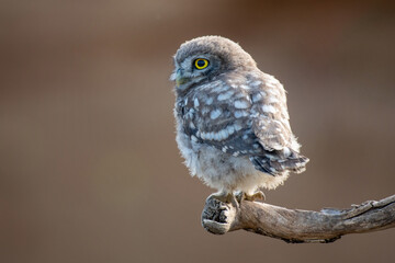 Beautiful little owl in the wild. Athene noctua in the wild