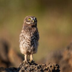 Bird Little owl in natural habitat Athene noctua